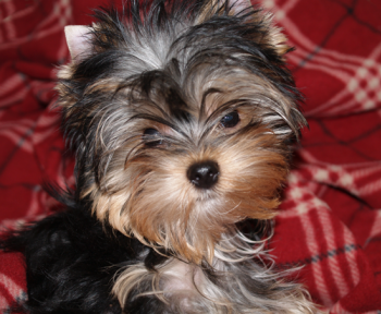 yorkie puppy for sale posing